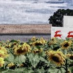 Dzen Tree Farm Sunflowers